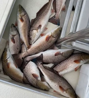 South Louisiana Fishing Haul 